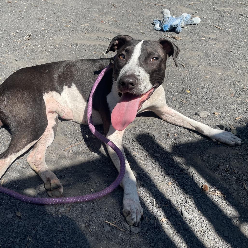 "Winifred", a Adoptable mixed breed in Perkiomenville, PA image 2/2