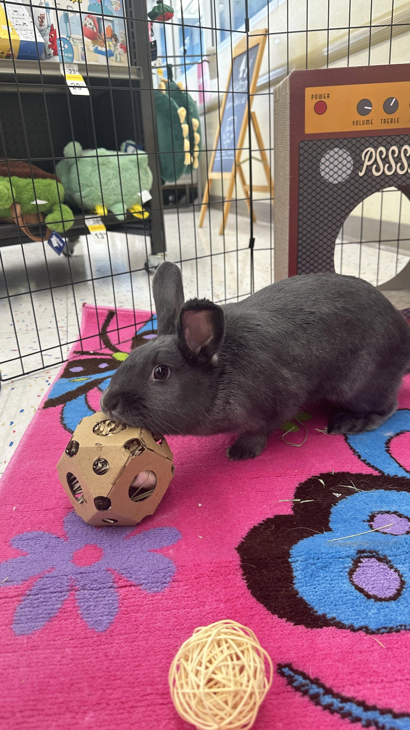 Enlarge Darla, a Adoptable Silver Fox in Queen Creek, AZ image 1/3