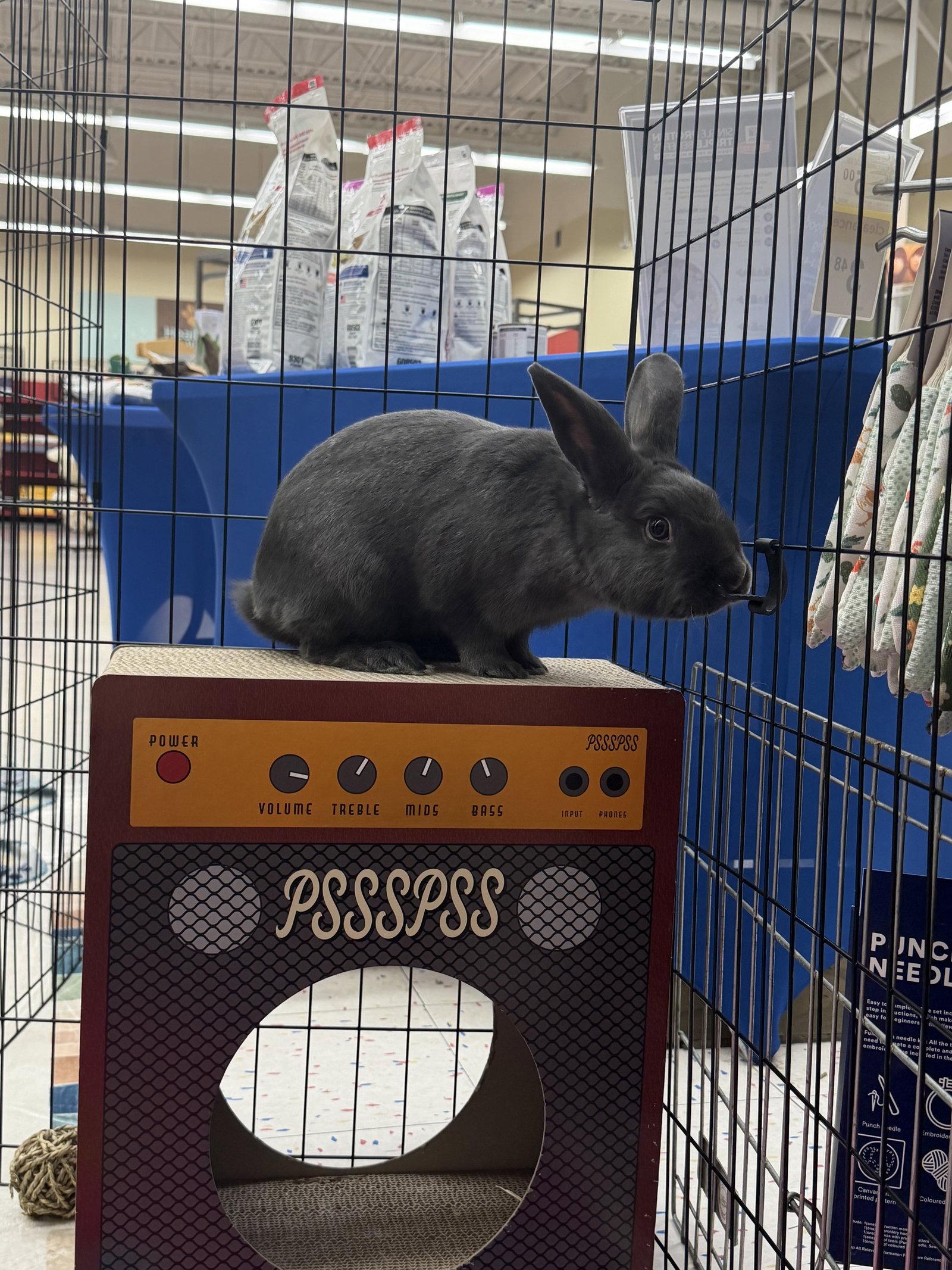 Enlarge Darla, a Adoptable Silver Fox in Queen Creek, AZ image 2/3