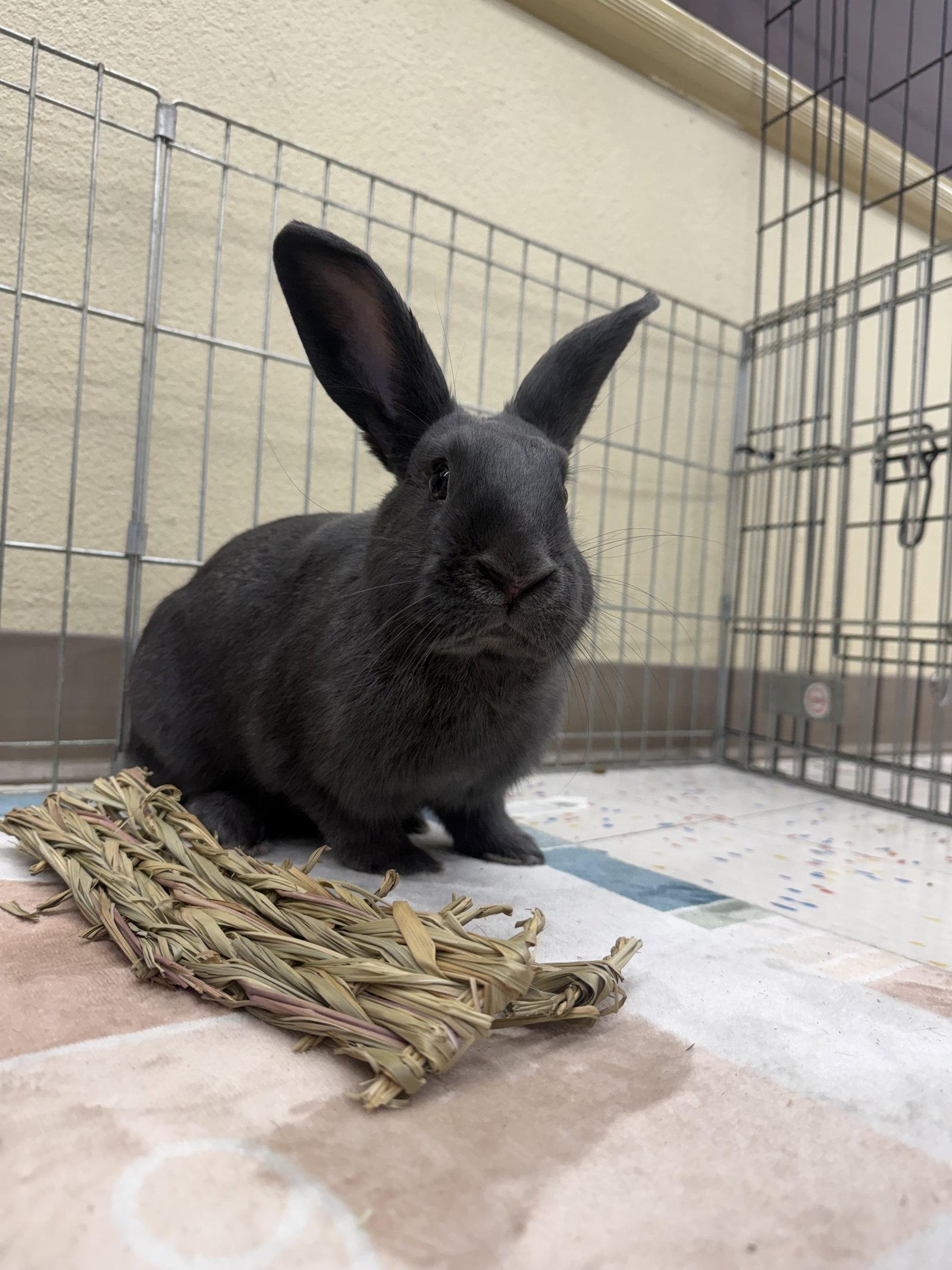 Enlarge Darla, a Adoptable Silver Fox in Queen Creek, AZ image 3/3