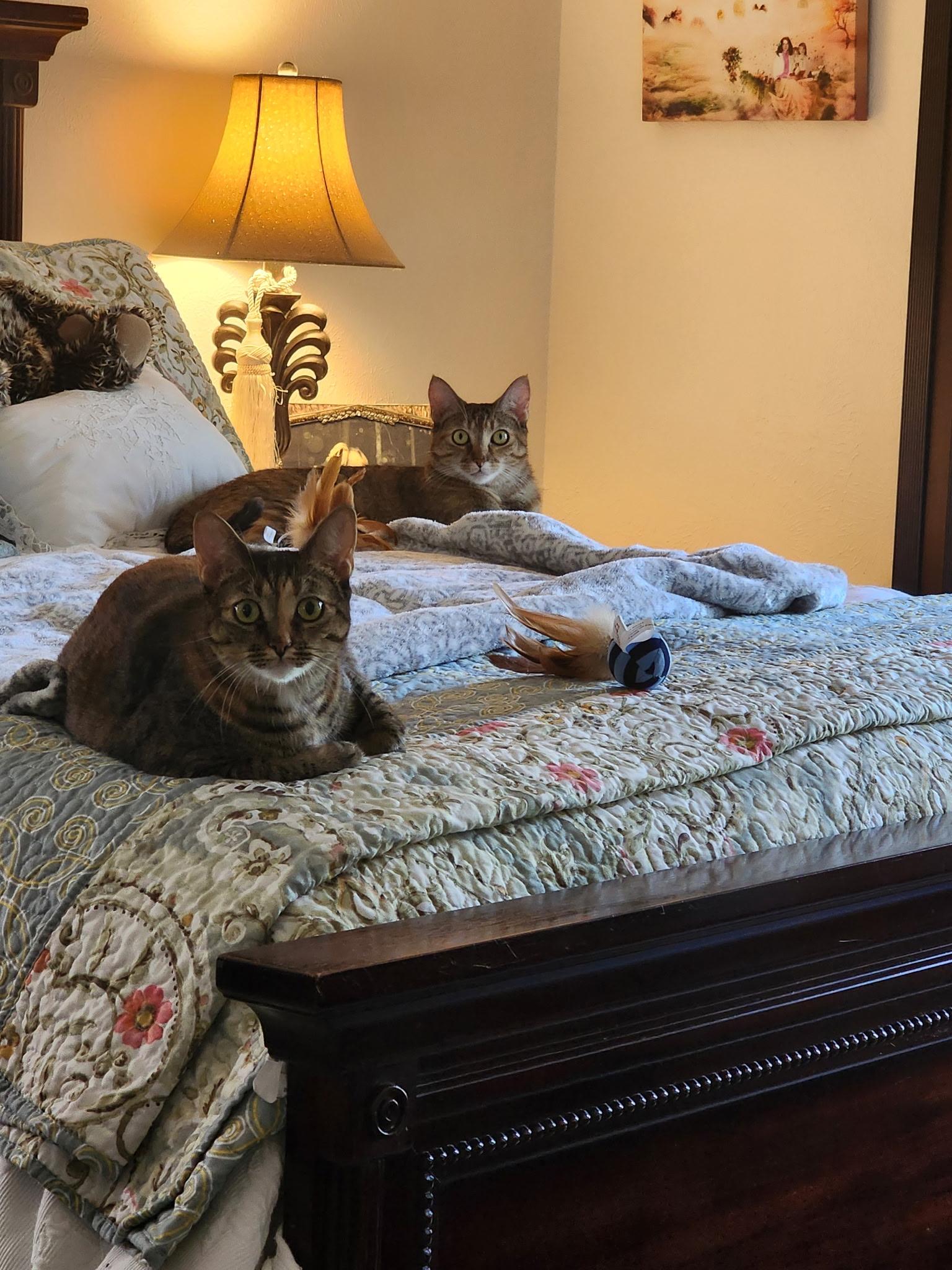 Zara & Zyla, a Adoptable mixed breed in Parker, TX image 2/6