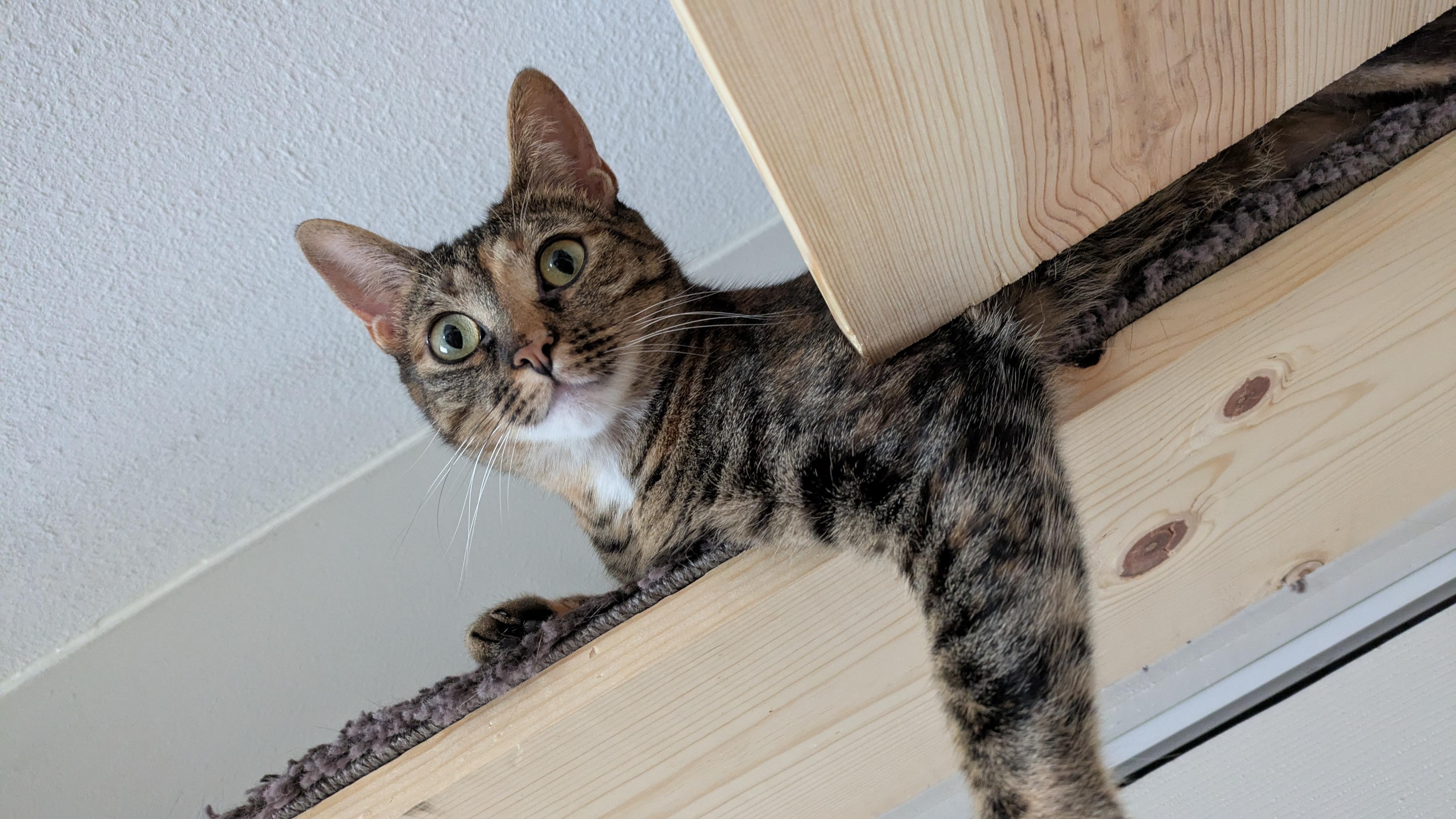 Zara & Zyla, an adoptable Torbie, Tabby in Parker, TX, 75002 | Photo Image 4