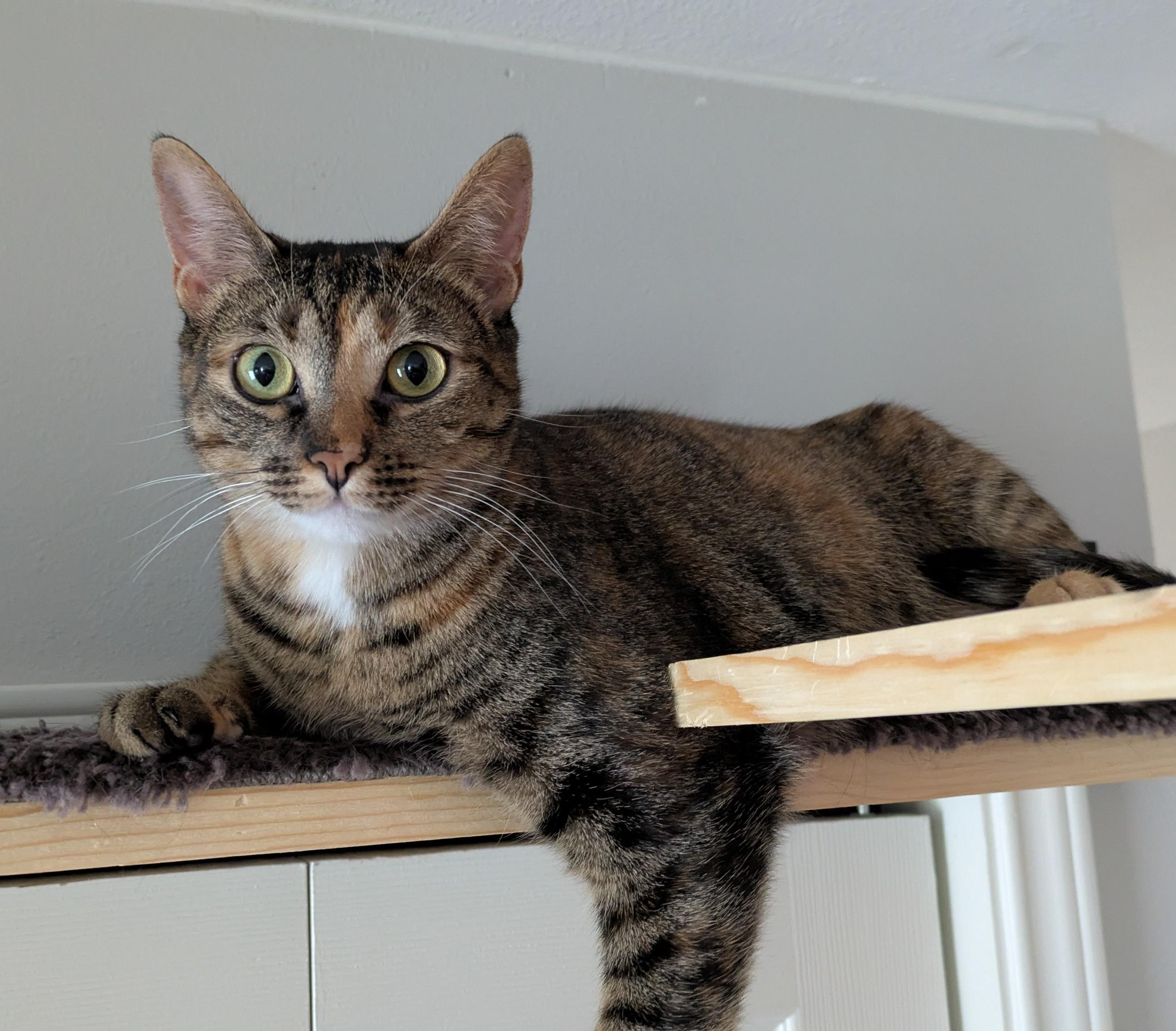 Zara & Zyla, a Adoptable mixed breed in Parker, TX image 6/6