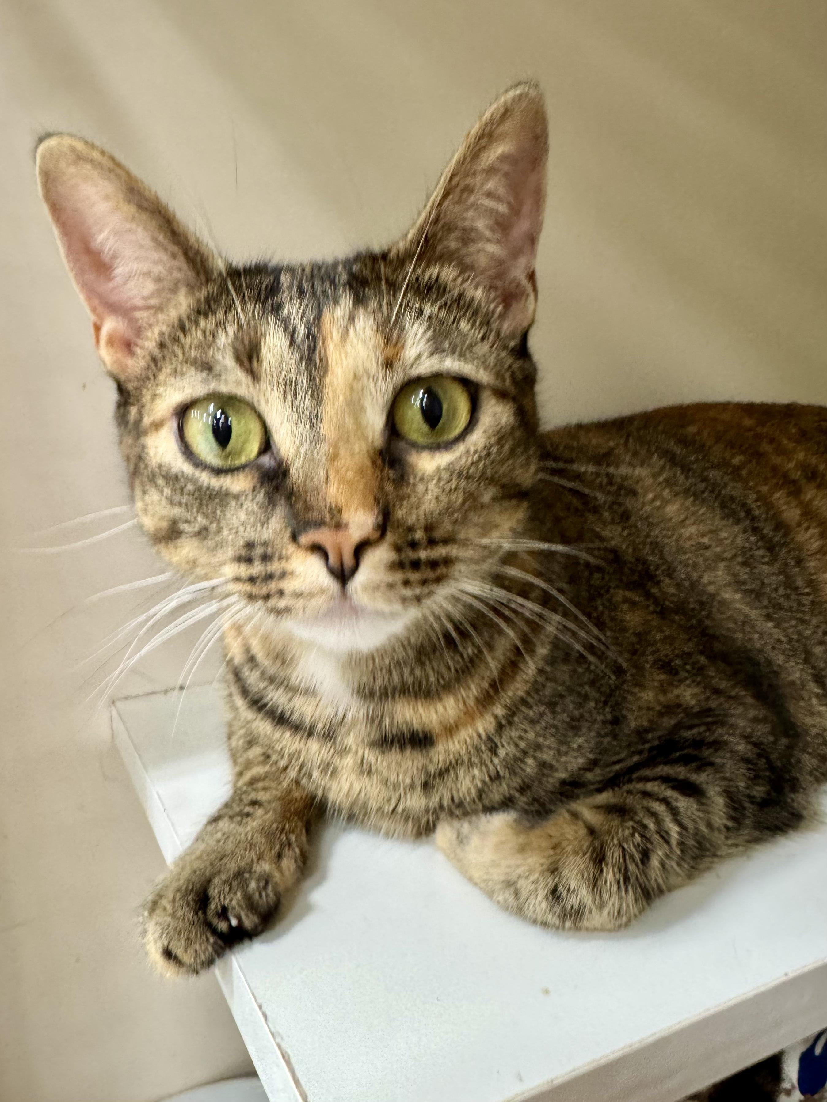 Zara & Zyla, an adoptable Torbie, Tabby in Parker, TX, 75002 | Photo Image 5