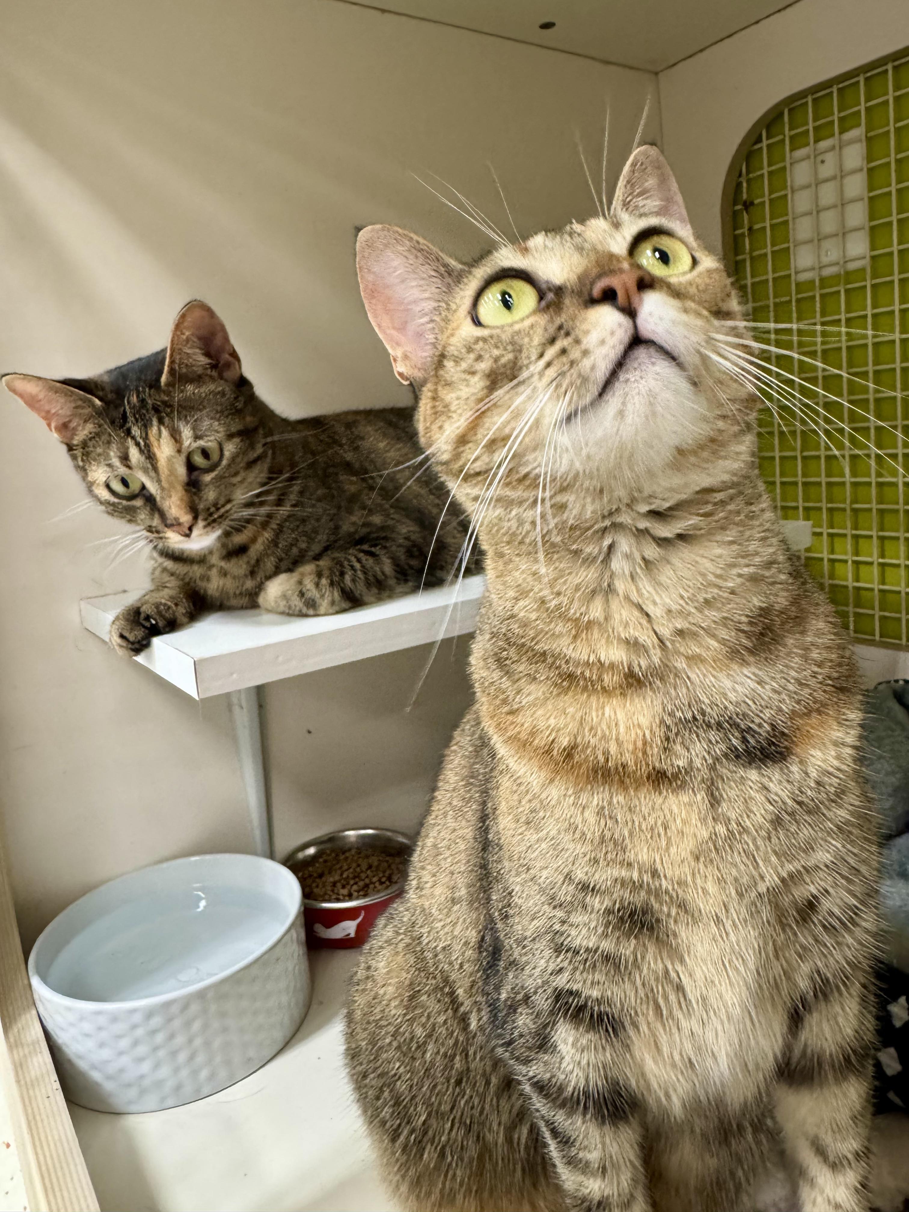 Zara & Zyla, Adoptable, Young Female Torbie & Tabby.
