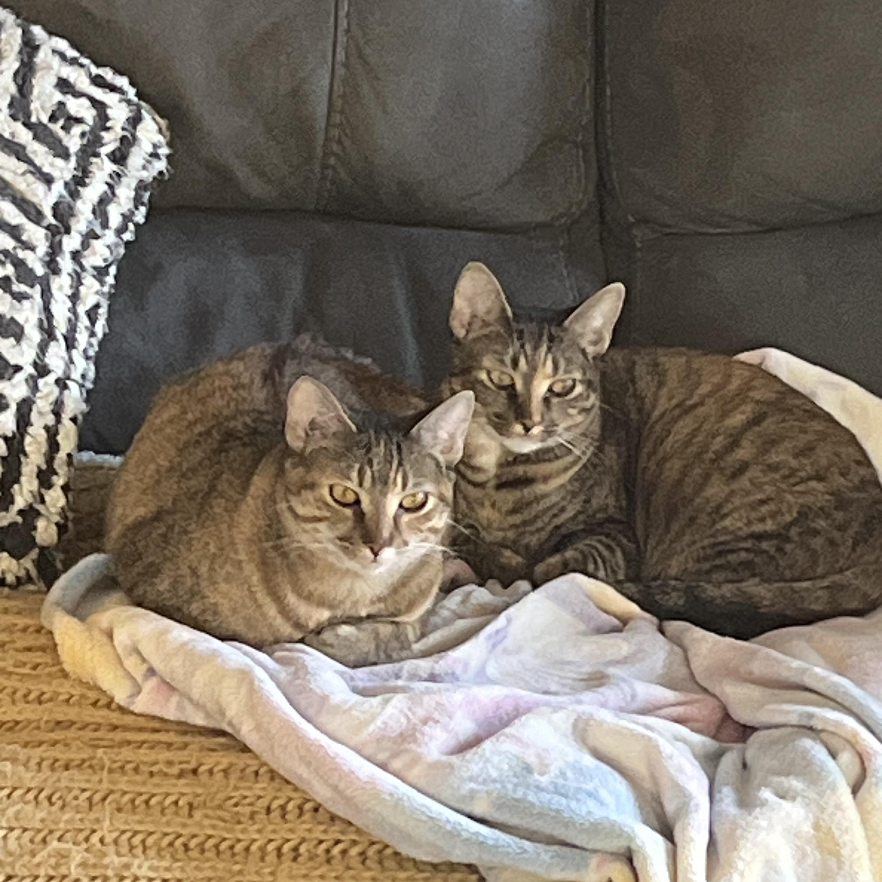 Zara & Zyla photo 6