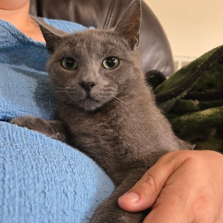 Enlarge Koda, a Adoptable Domestic Short Hair in Greenville, NC image 1/1