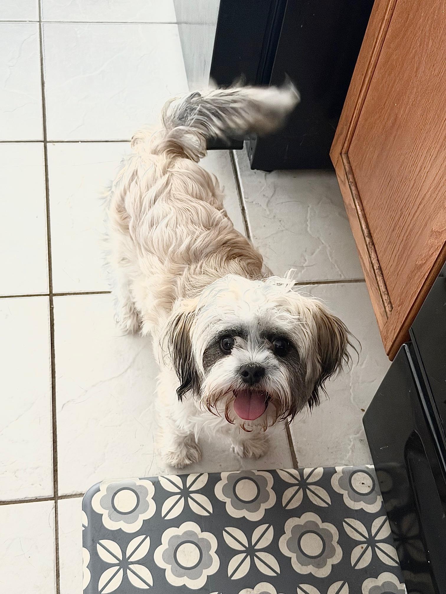 Sabrina, ADOPTABLE, Young Female Shih Tzu & Maltese.