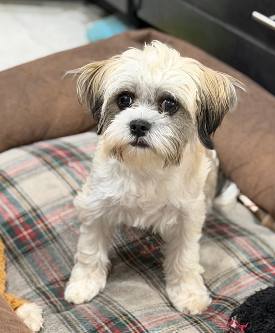 Enlarge Sabrina, a ADOPTABLE mixed breed in Orlando, FL image 2/5