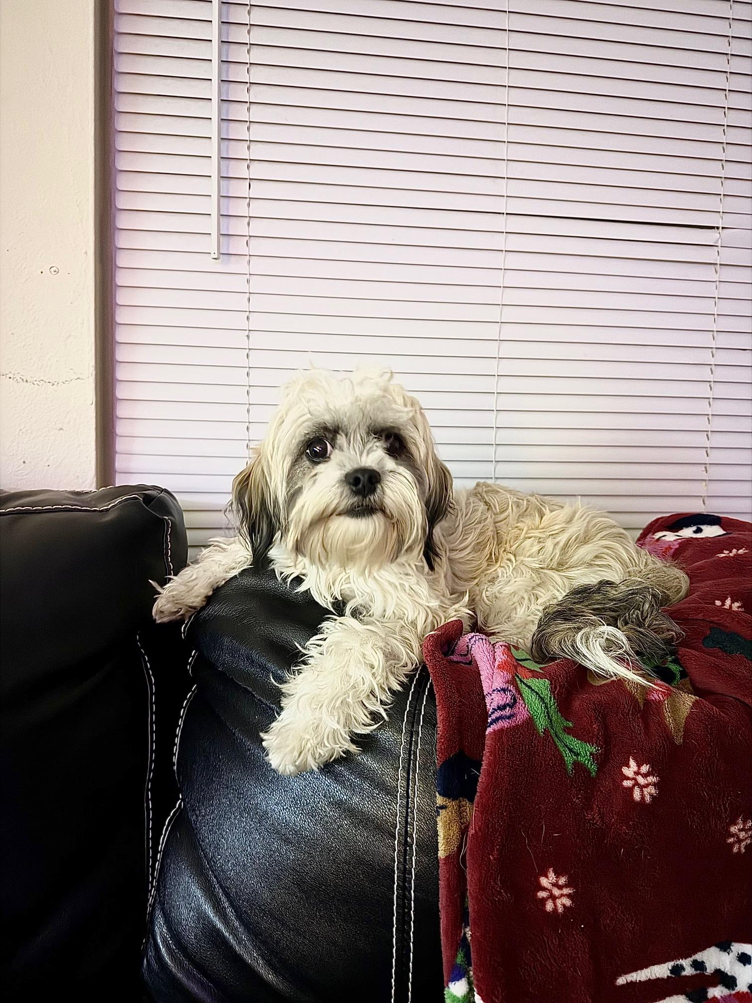 Enlarge Sabrina, a ADOPTABLE mixed breed in Orlando, FL image 5/5