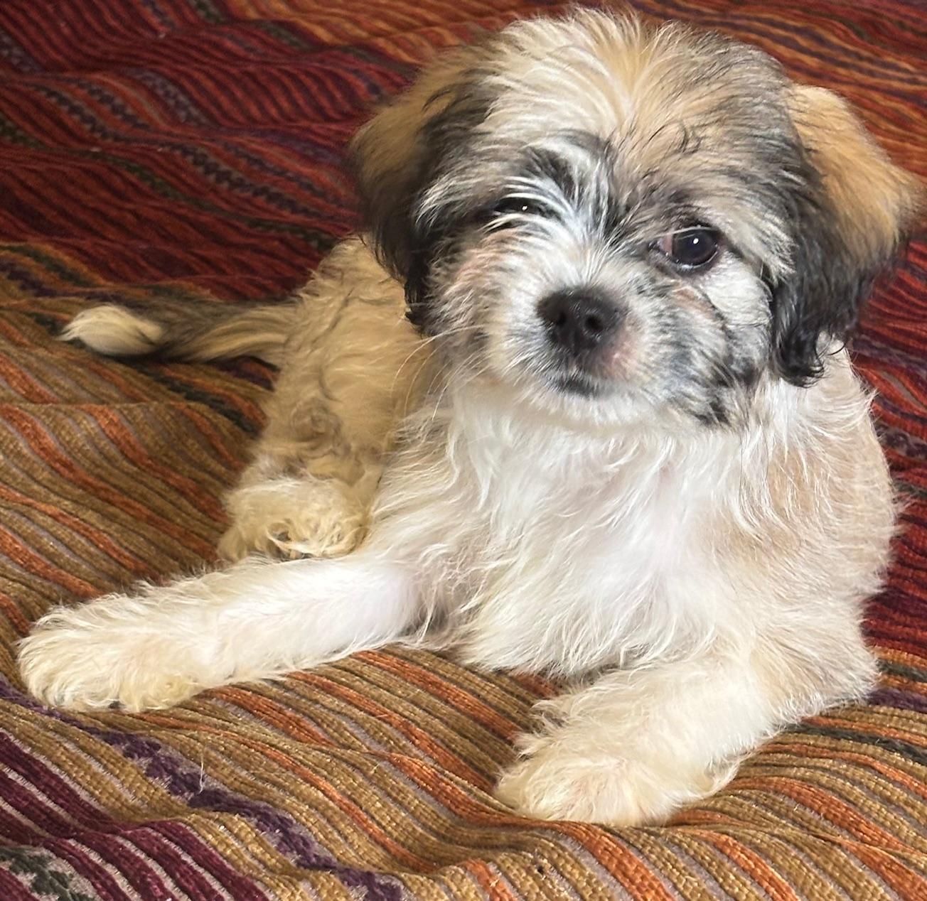 Enlarge Sabrina, a ADOPTABLE mixed breed in Orlando, FL image 3/5