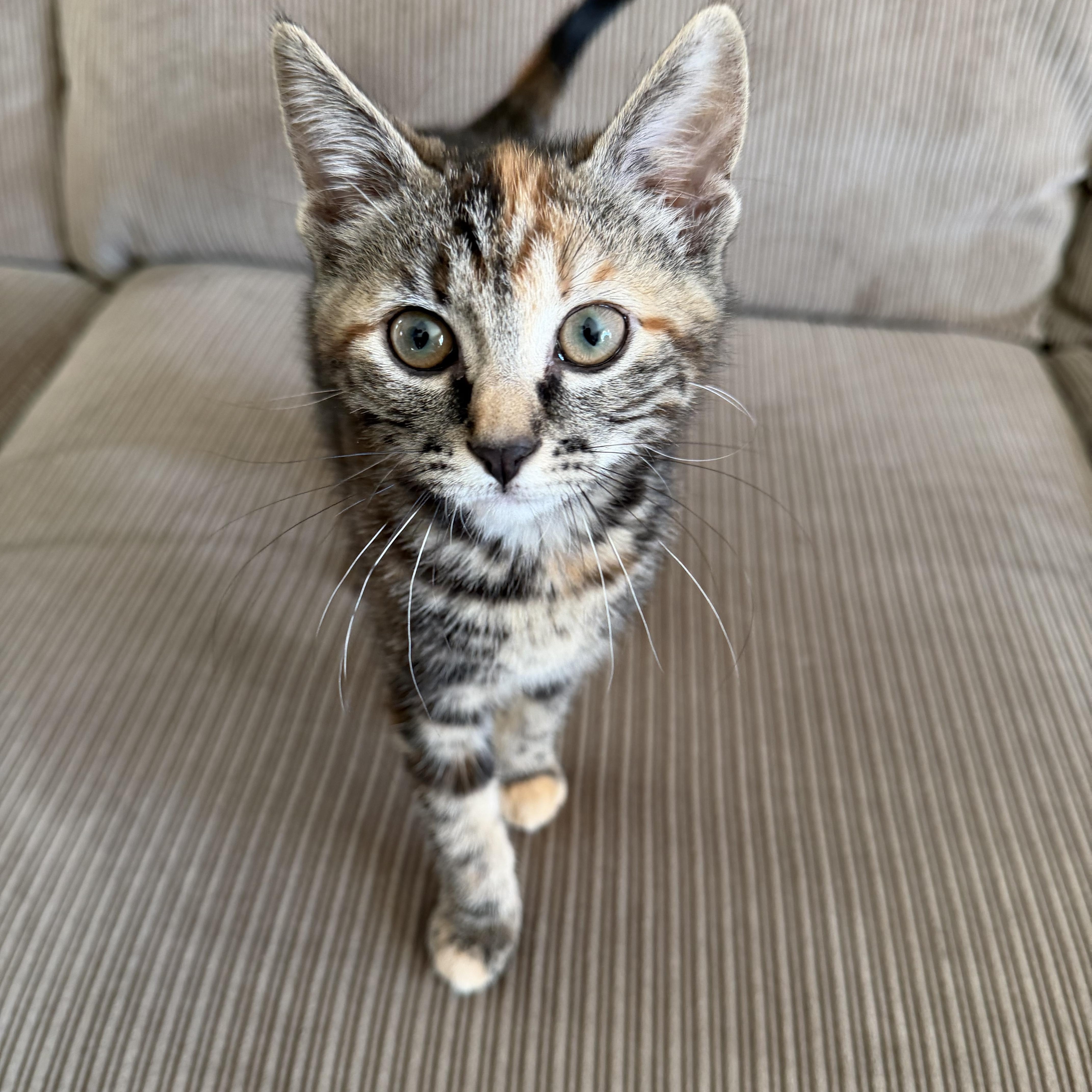 Enlarge Sprinkles , an adopted Domestic Short Hair in Lacona, NY image 2/3