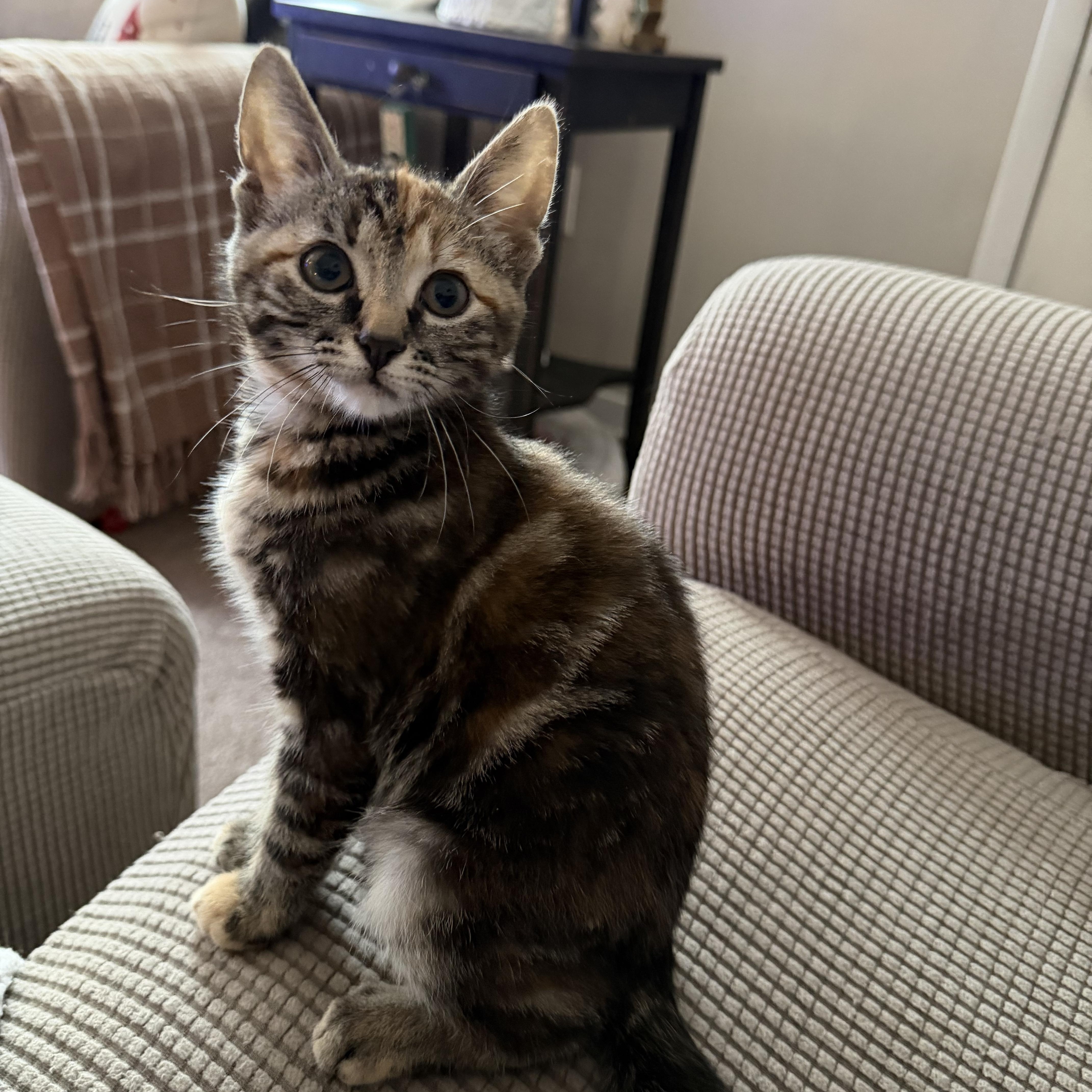 Enlarge Sprinkles , an adopted Domestic Short Hair in Lacona, NY image 1/3