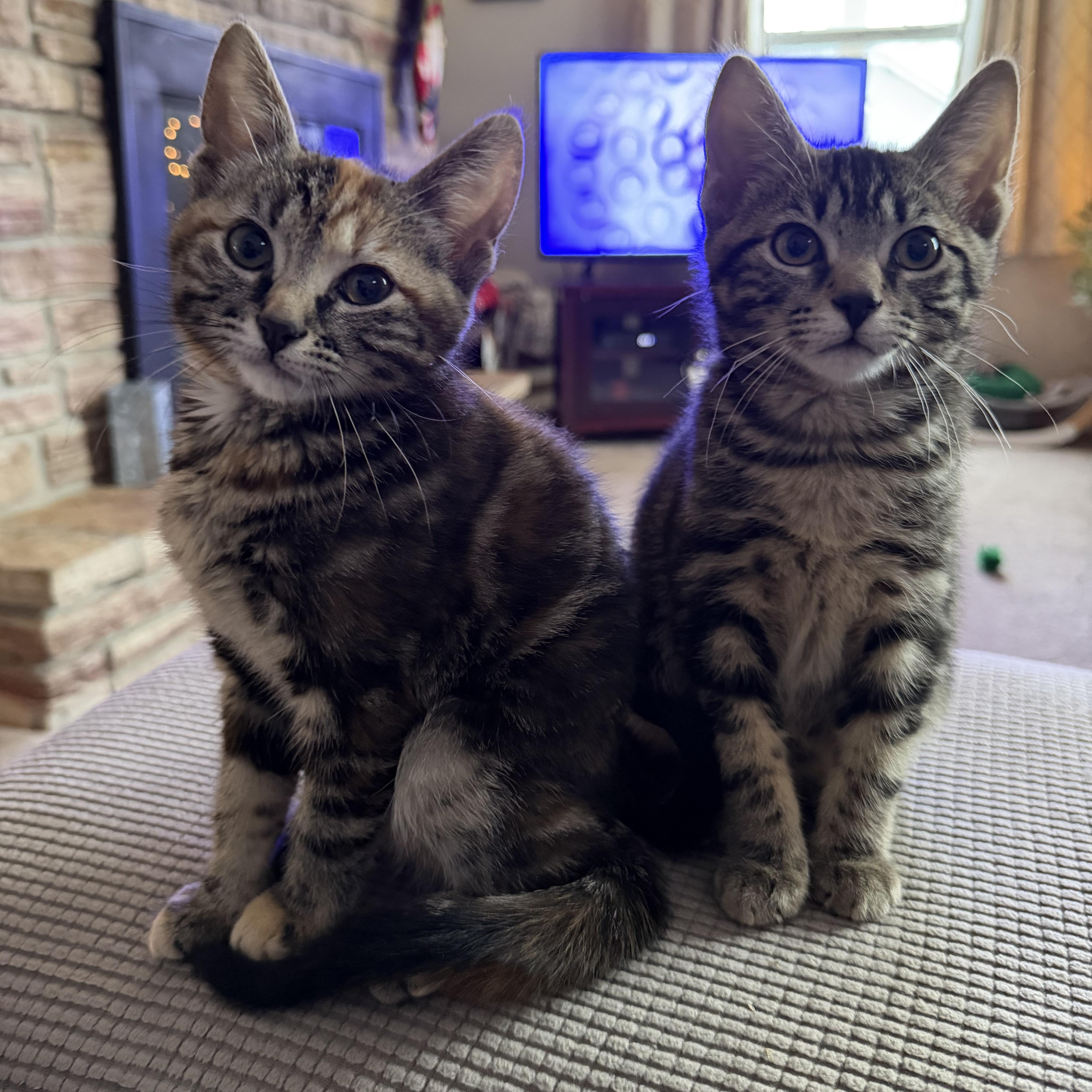 Enlarge Sprinkles , an adopted Domestic Short Hair in Lacona, NY image 3/3