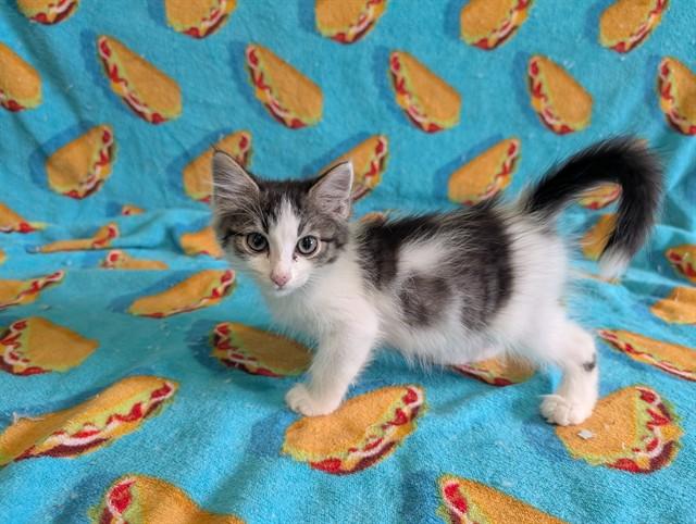 EMIL, Adoptable, Kitten Male Domestic Short Hair.