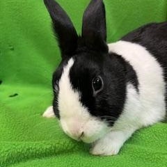 Sabine, ADOPTABLE, Adult Female Dutch.