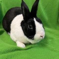 Sabine, a ADOPTABLE Dutch in Haltom City, TX image 4/4