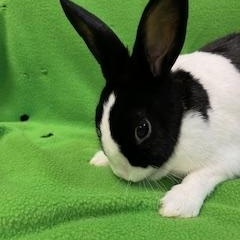 Sabine, a ADOPTABLE Dutch in Haltom City, TX image 3/4