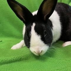 Sabine, a ADOPTABLE Dutch in Haltom City, TX image 2/4