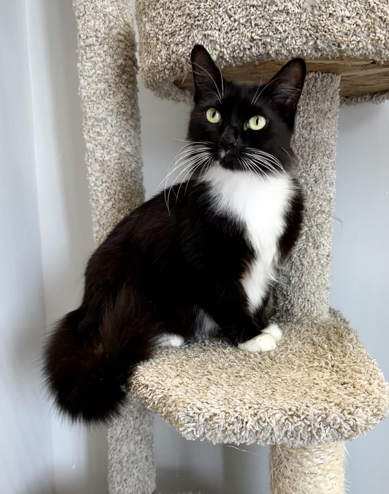 Charlie (Black & White), Adoptable, Young Female American Shorthair & Domestic Short Hair.