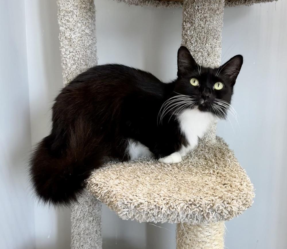 Enlarge Charlie (Black & White), a Adoptable mixed breed in Wellington, FL image 2/2