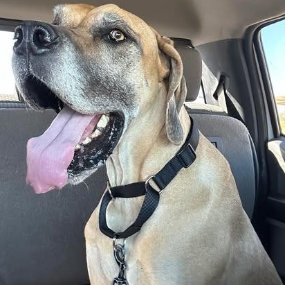 Amethyst, ADOPTABLE, Adult Female Great Dane & Mastiff.