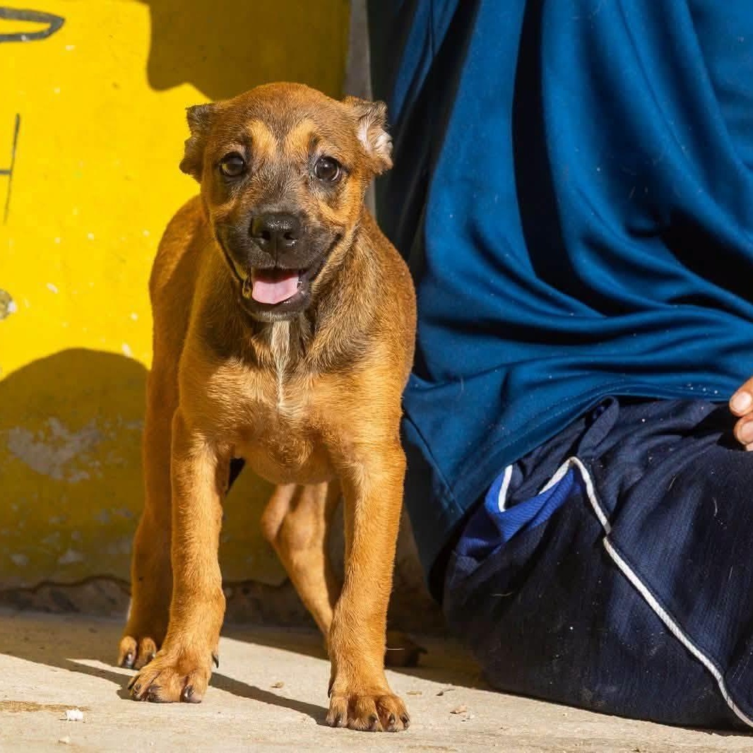 Enlarge Koba, a Adopted mixed breed in Williamsburg, ON image 3/4