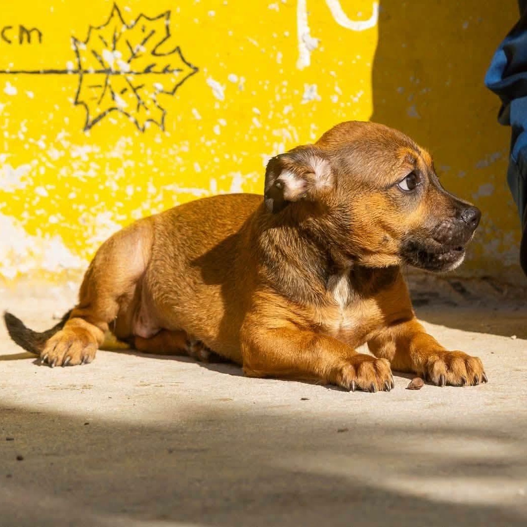 Enlarge Koba, a Adopted mixed breed in Williamsburg, ON image 2/4