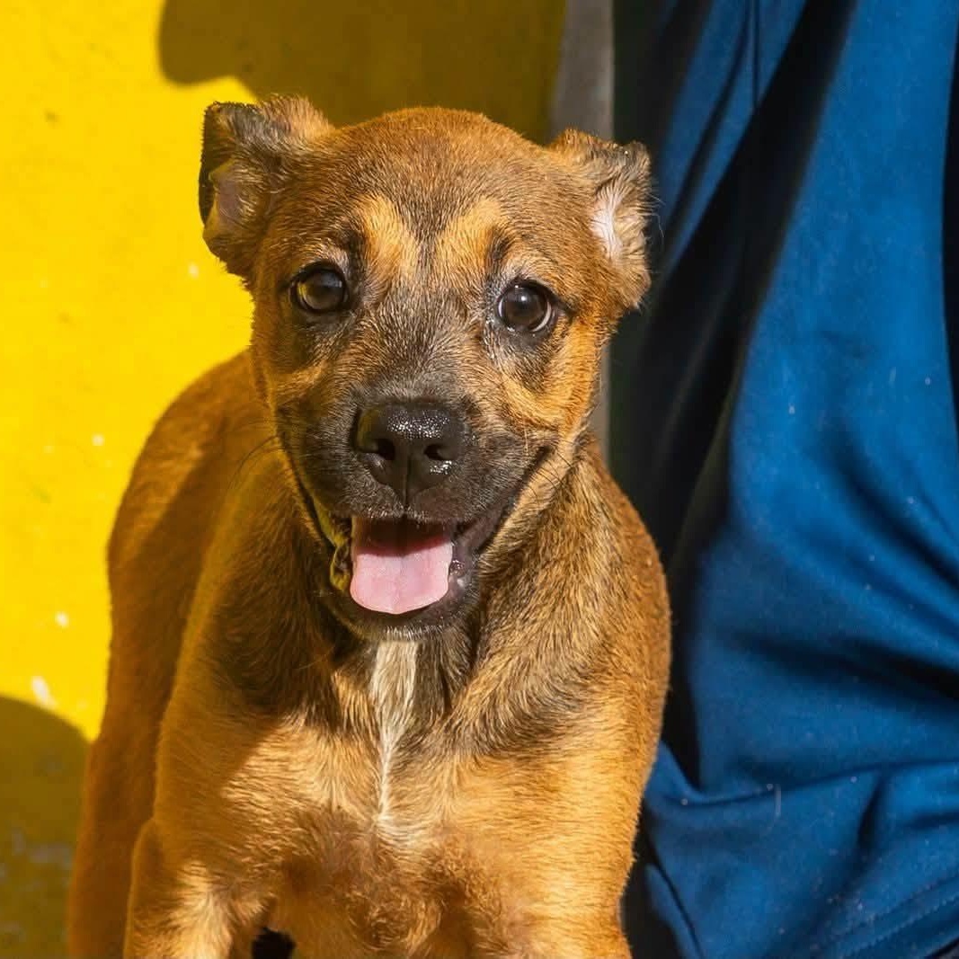 Enlarge Koba, a Adopted mixed breed in Williamsburg, ON image 1/4