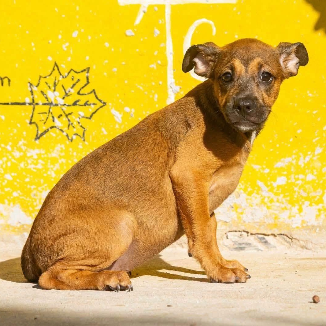Enlarge Koba, a Adopted mixed breed in Williamsburg, ON image 4/4