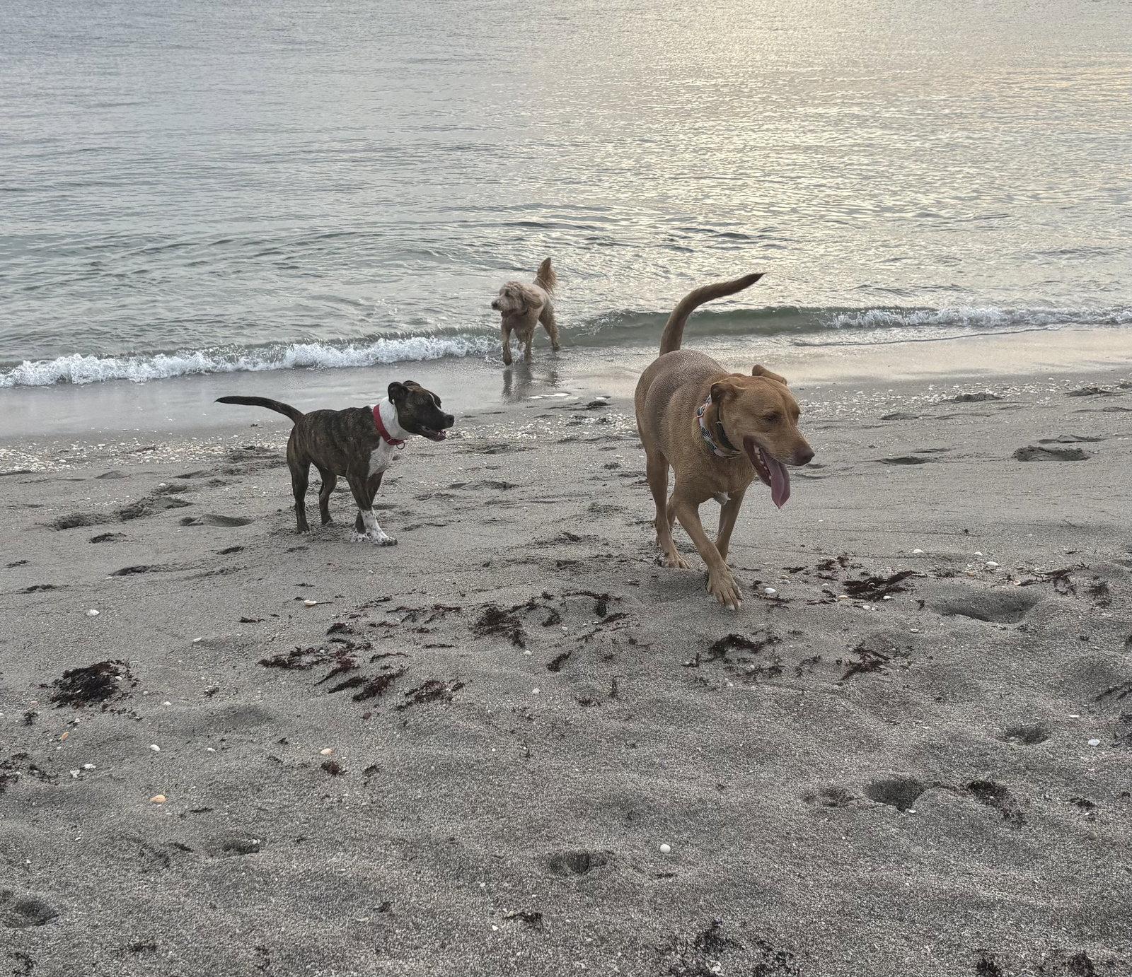 Enlarge Anna, a Adoptable Vizsla in Lighthouse Point, FL image 1/3