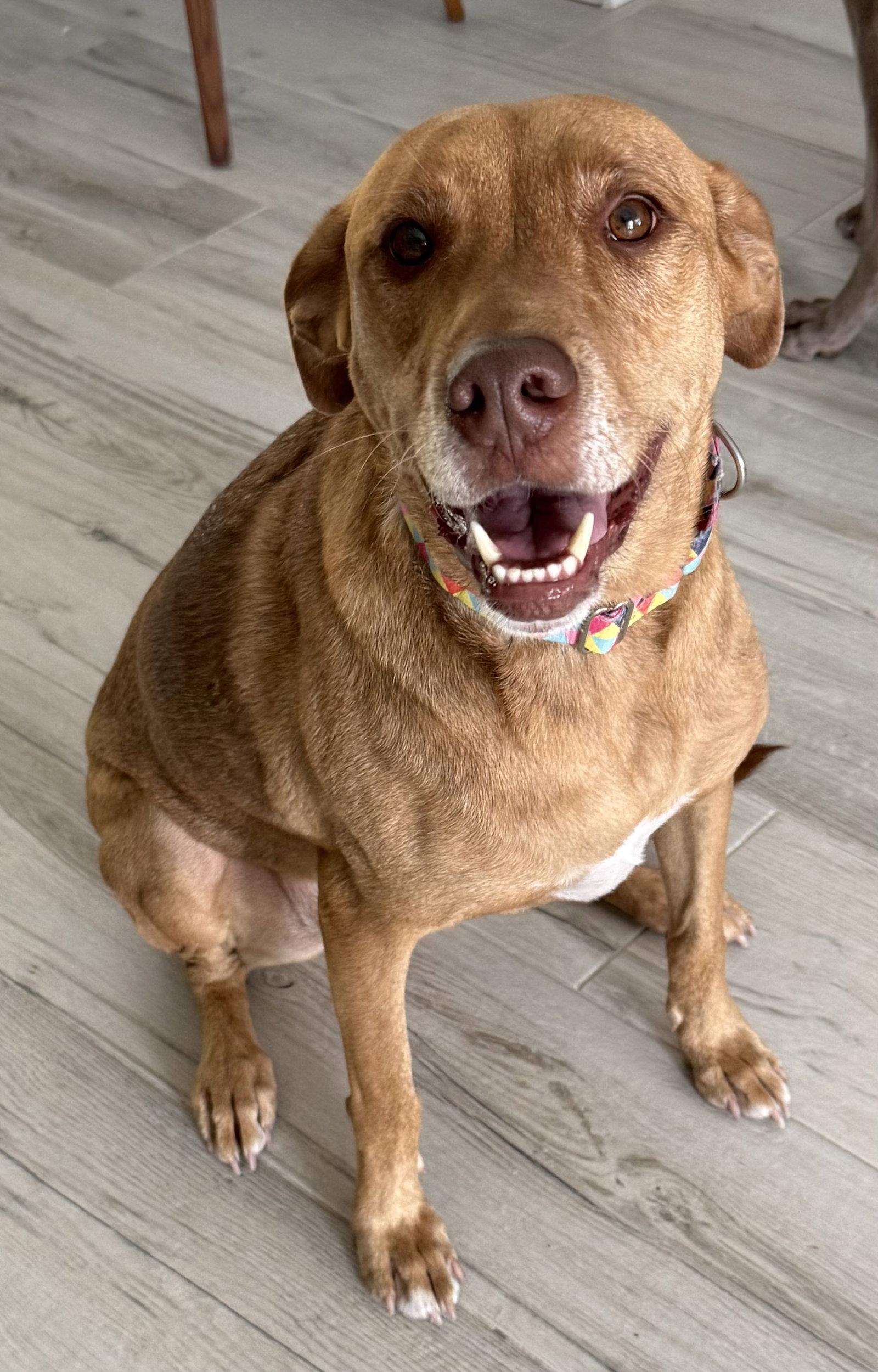 Enlarge Anna, a Adoptable Vizsla in Lighthouse Point, FL image 2/3