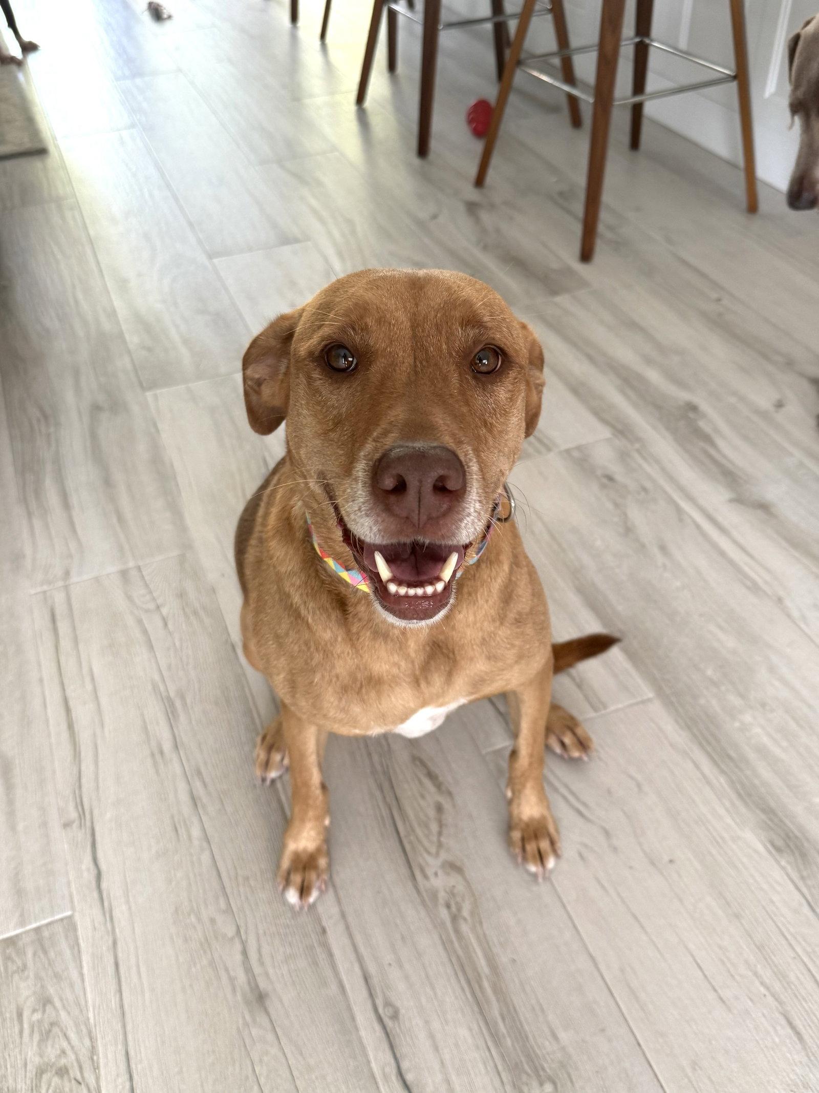 Enlarge Anna, a Adoptable Vizsla in Lighthouse Point, FL image 3/3