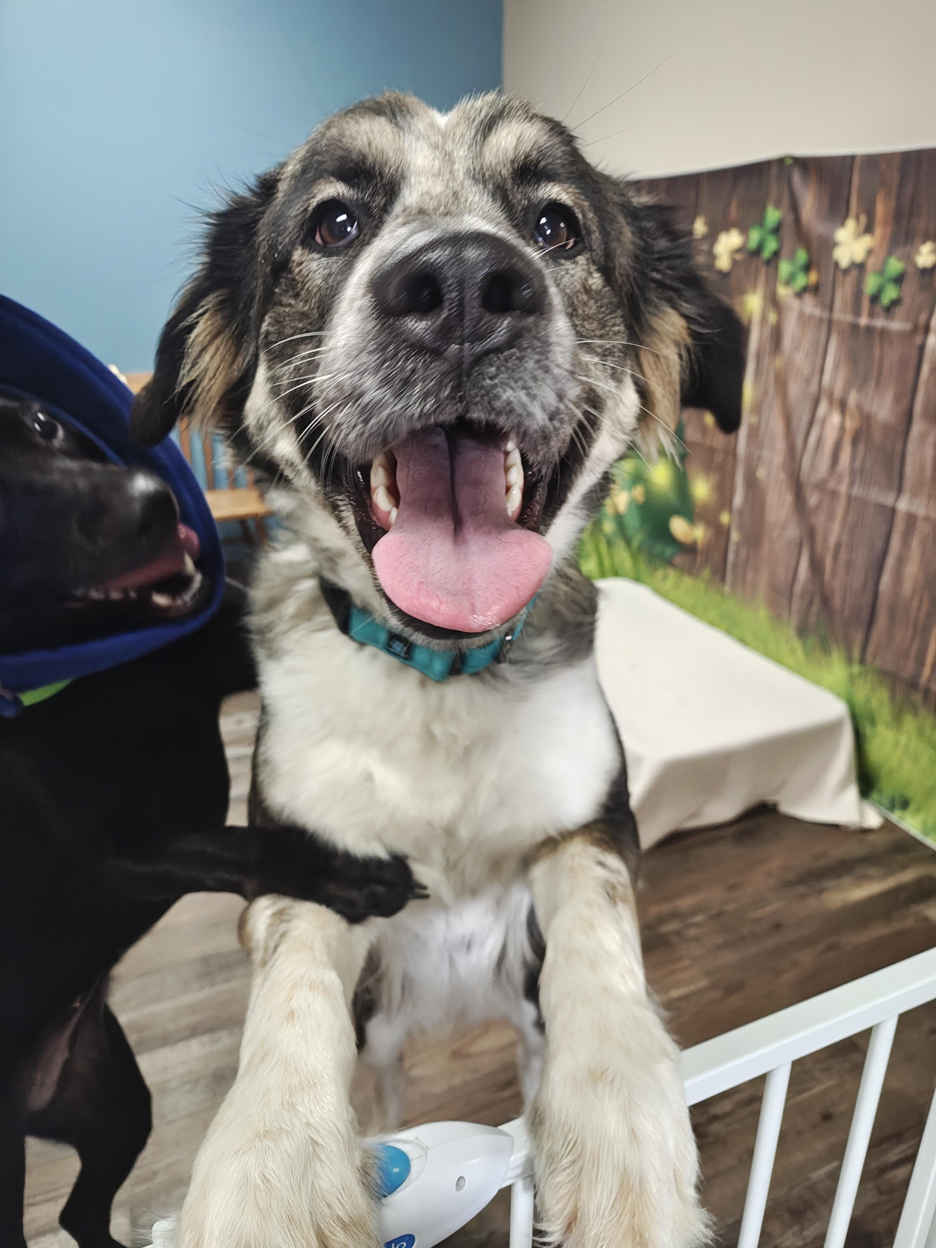 Enlarge Tasha, an adopted mixed breed in Oconto, WI image 2/2