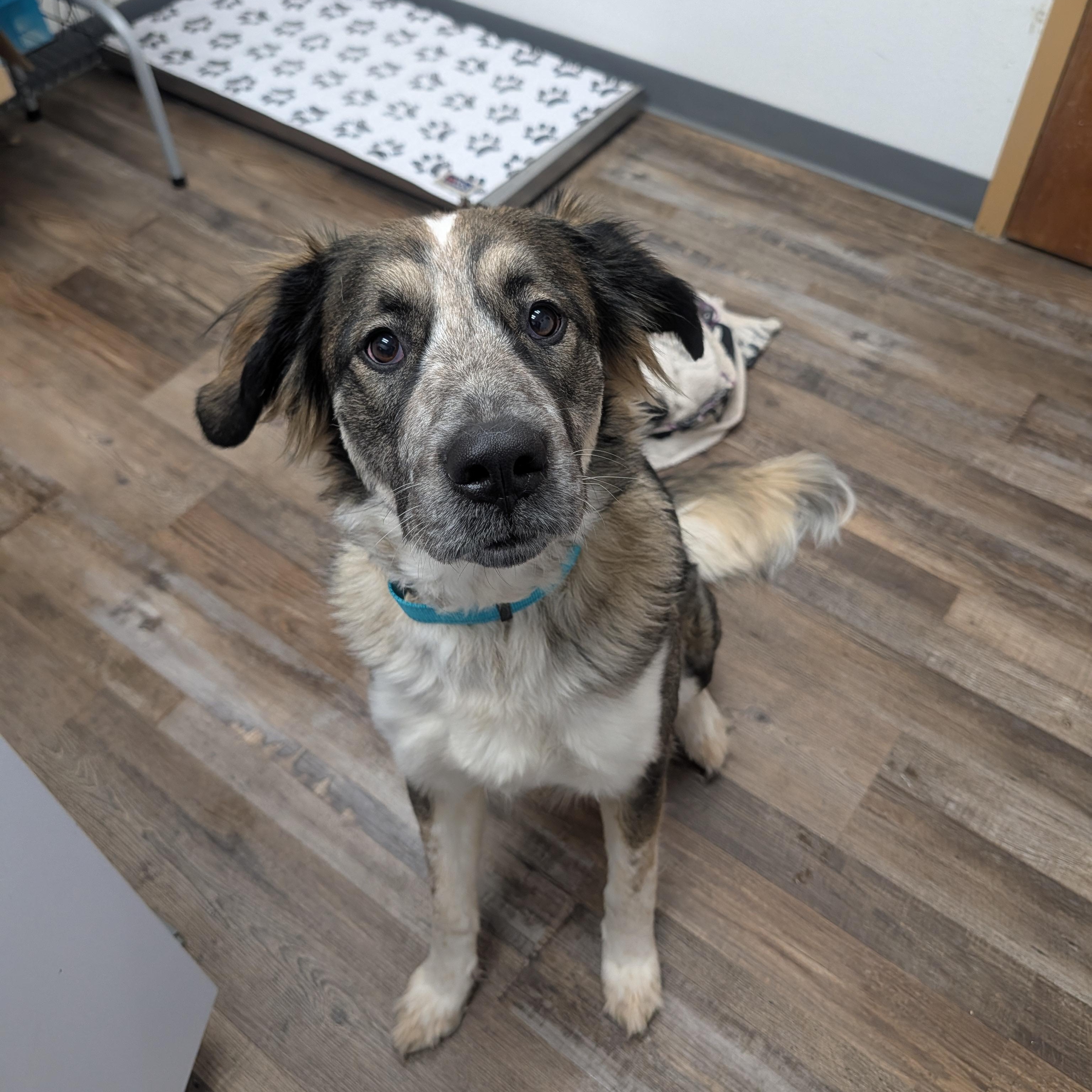 Tasha, adopted, Young Female Great Pyrenees & Alaskan Malamute.