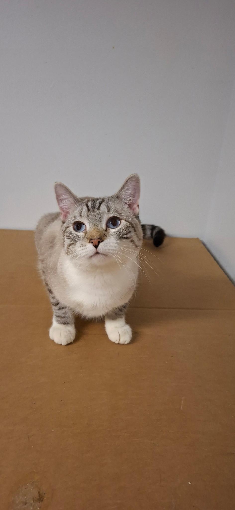 Enlarge Fanta, a Adoptable Domestic Short Hair in Pocatello, ID image 1/4