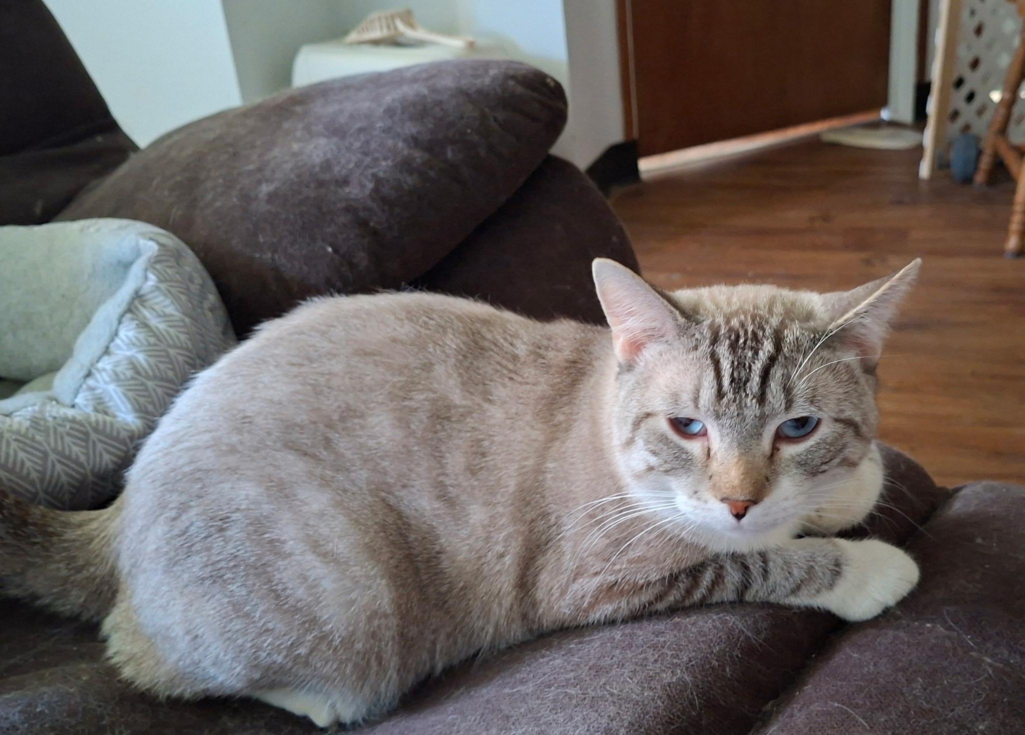 Enlarge Fanta, a Adoptable Domestic Short Hair in Pocatello, ID image 3/4