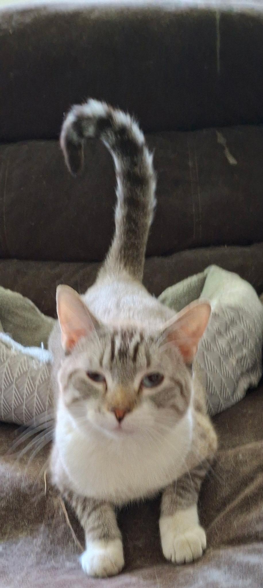 Enlarge Fanta, a Adoptable Domestic Short Hair in Pocatello, ID image 4/4