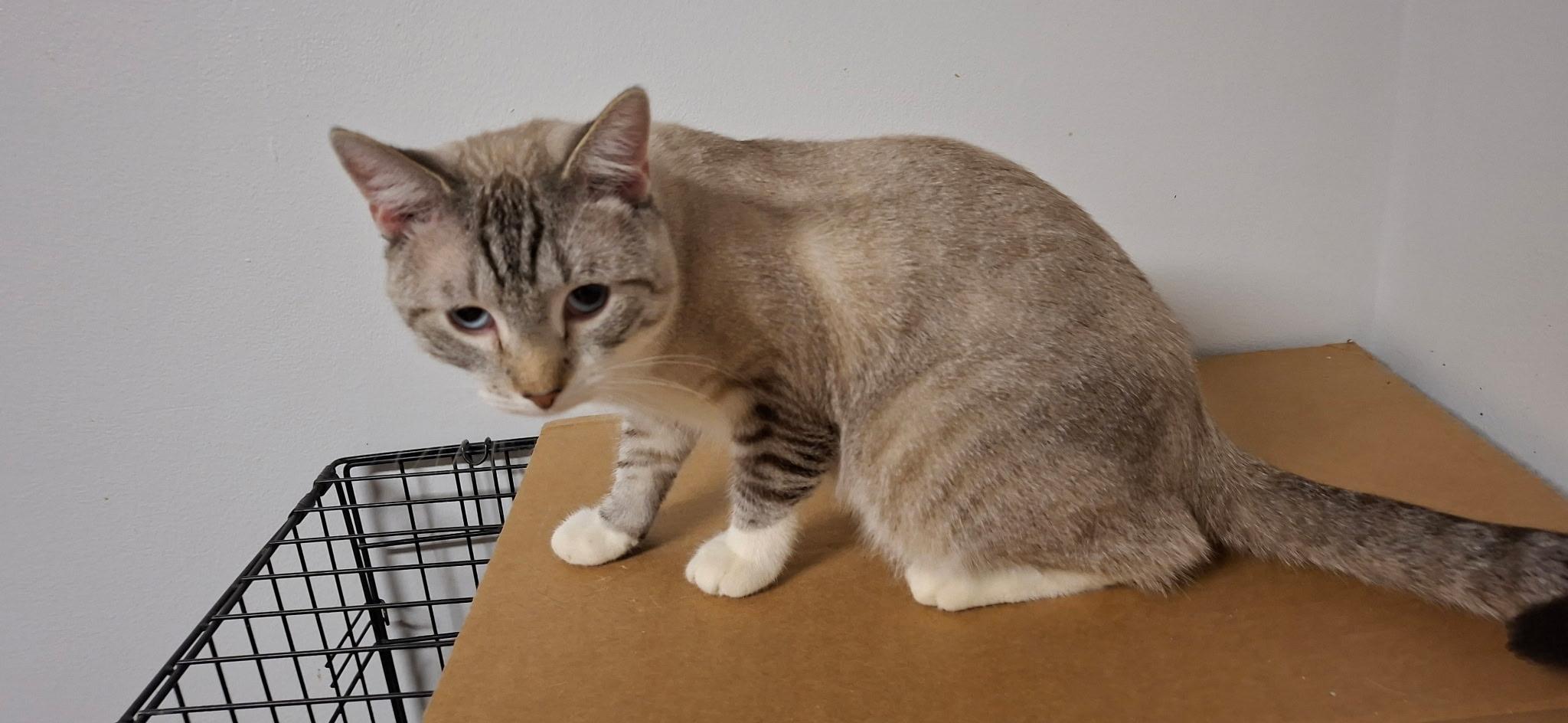 Enlarge Fanta, a Adoptable Domestic Short Hair in Pocatello, ID image 2/4