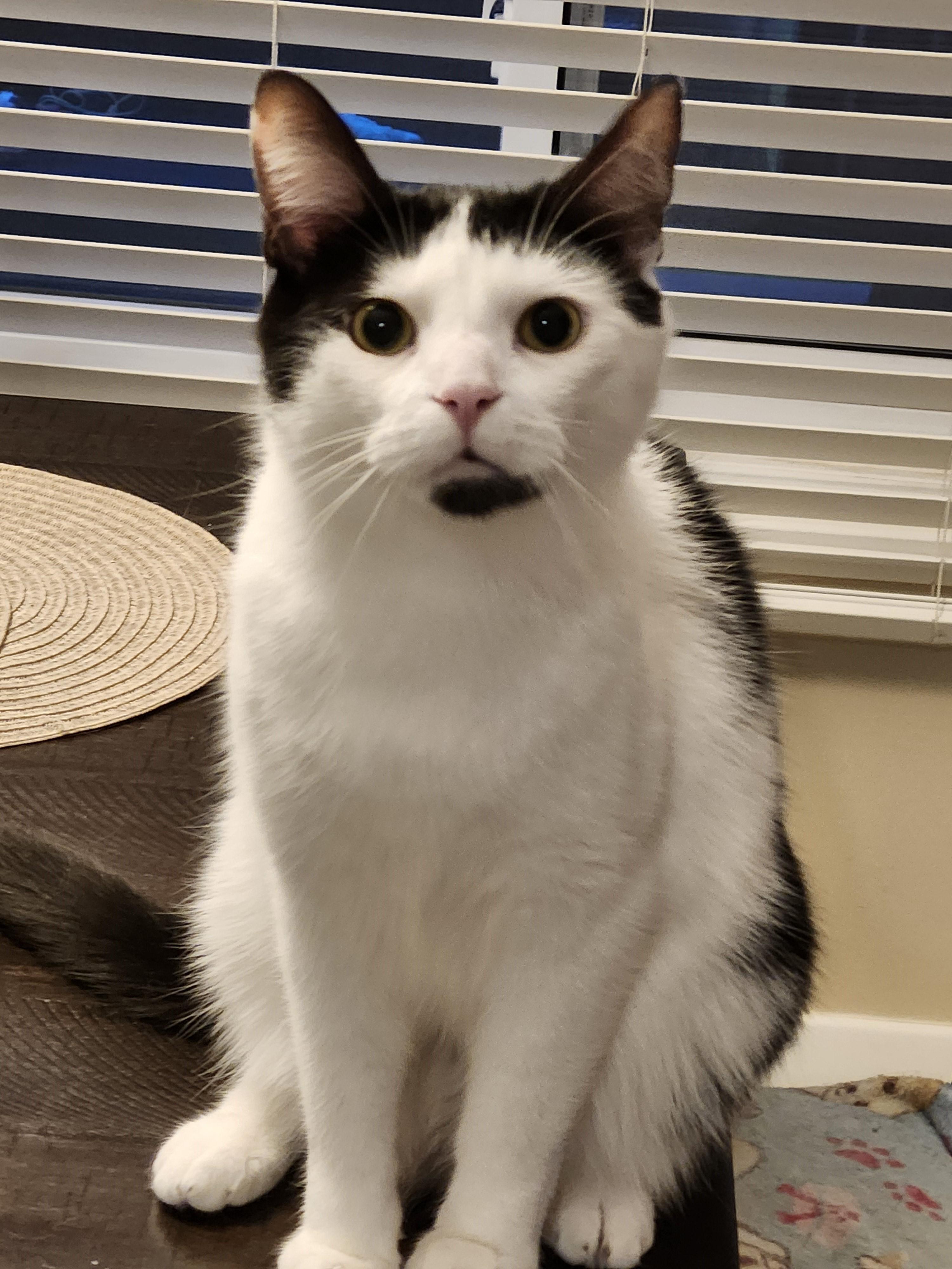 Benny, Adoptable, Young Male Domestic Short Hair.