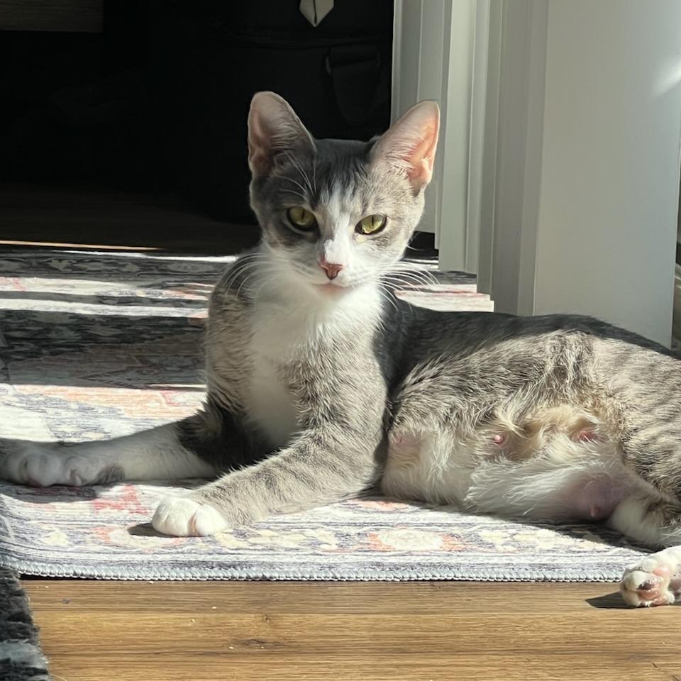 Enlarge Miley, a Adoptable Domestic Short Hair in Fort Smith, AR image 1/3