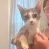 Enlarge Miley, a Adoptable Domestic Short Hair in Fort Smith, AR image 2/3