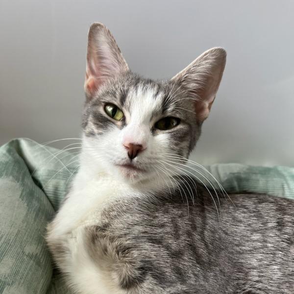 Enlarge Miley, a Adoptable Domestic Short Hair in Fort Smith, AR image 3/3
