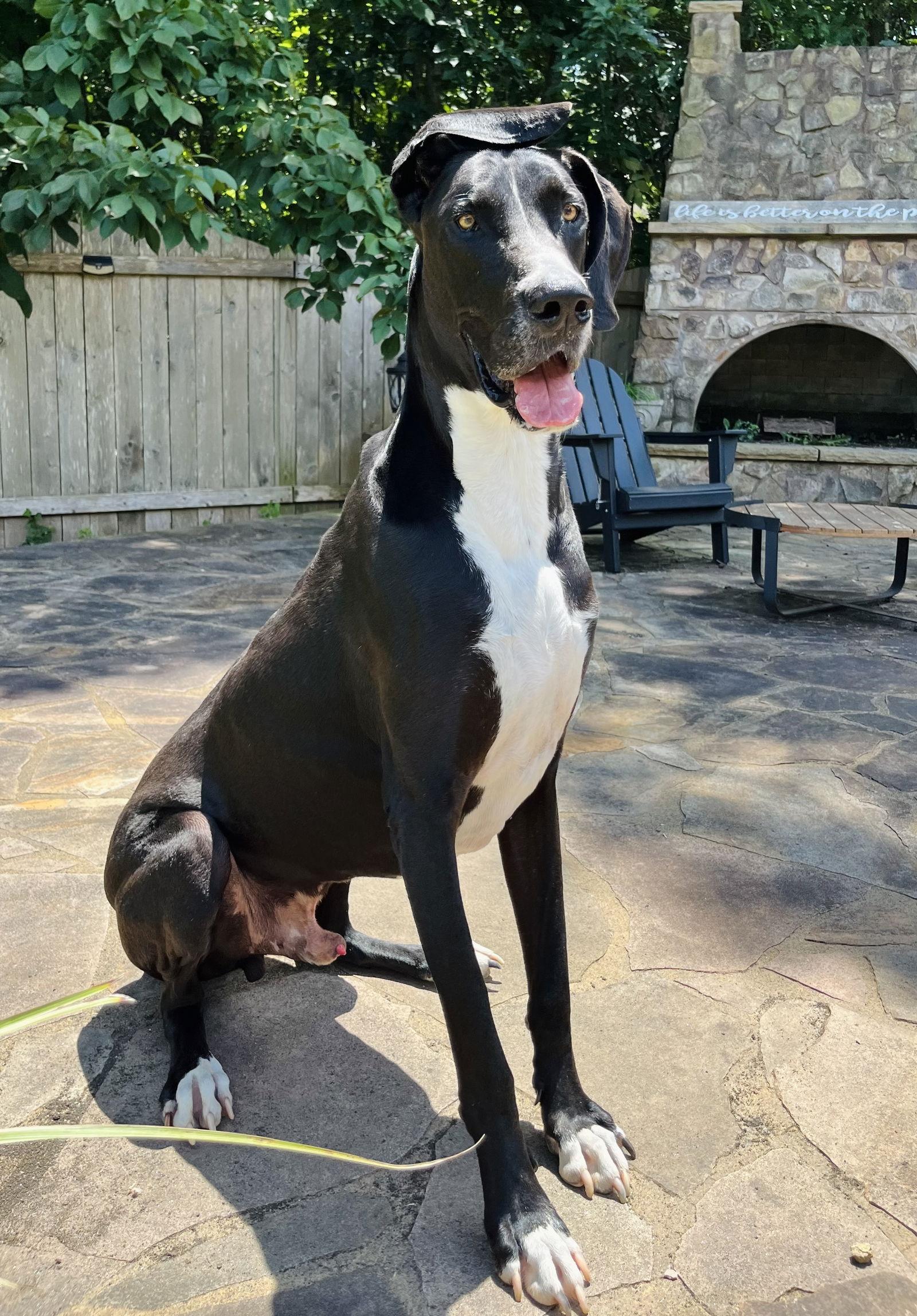 Scoobie **Home for the Holidays 1/2 price!, a Adoptable Great Dane in Alpharetta, GA image 1/3