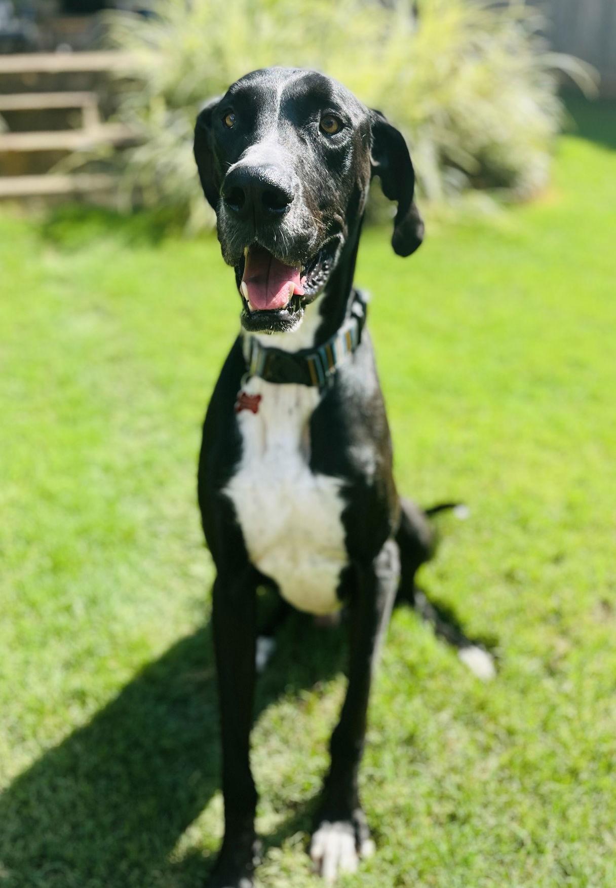 Scoobie **Home for the Holidays 1/2 price!, a Adoptable Great Dane in Alpharetta, GA image 2/3