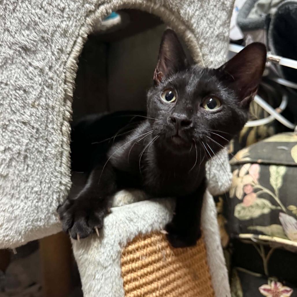 Thomas, Adoptable, Kitten Male Domestic Short Hair.