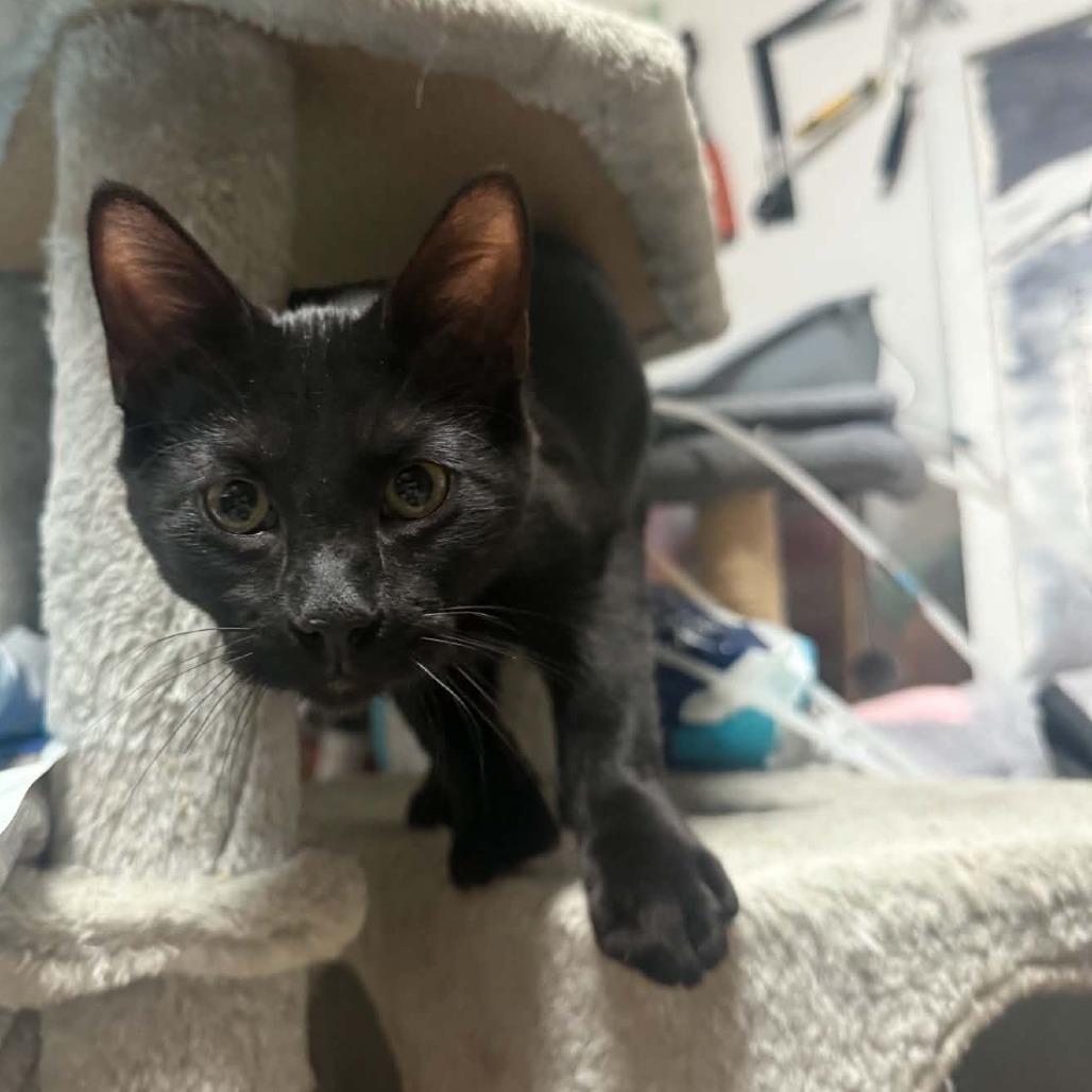 Enlarge Thomas, a Adoptable Domestic Short Hair in Wilmington, NC image 5/6