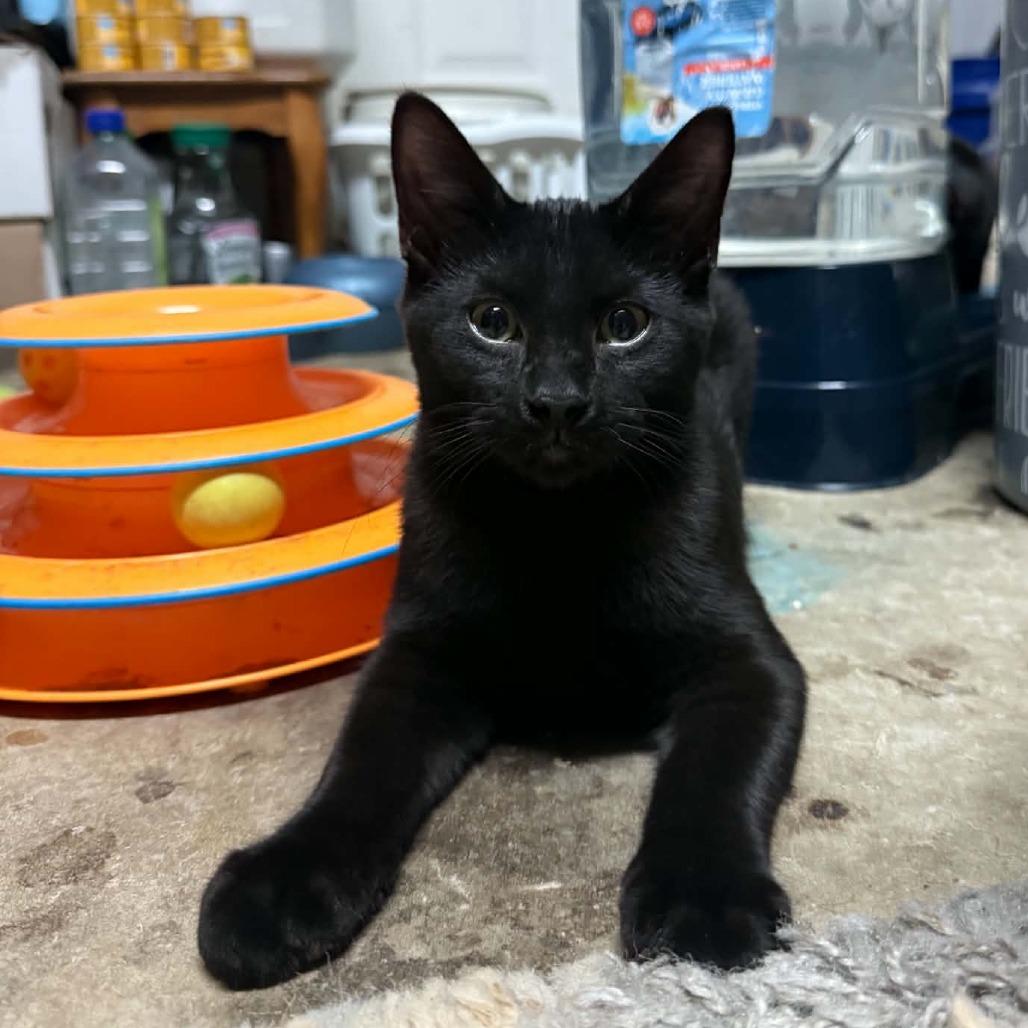 Enlarge Thomas, a Adoptable Domestic Short Hair in Wilmington, NC image 6/6