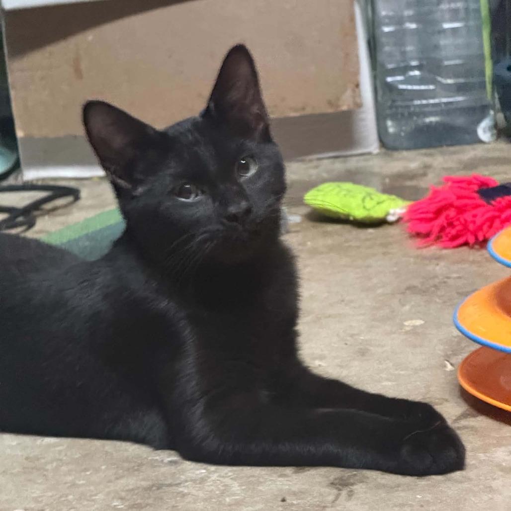 Enlarge Thomas, a Adoptable Domestic Short Hair in Wilmington, NC image 4/6