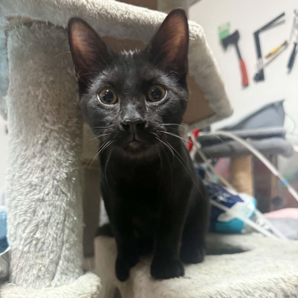 Enlarge Thomas, a Adoptable Domestic Short Hair in Wilmington, NC image 3/6